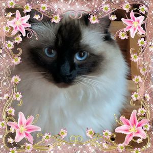 Meet your Posher, Pamela